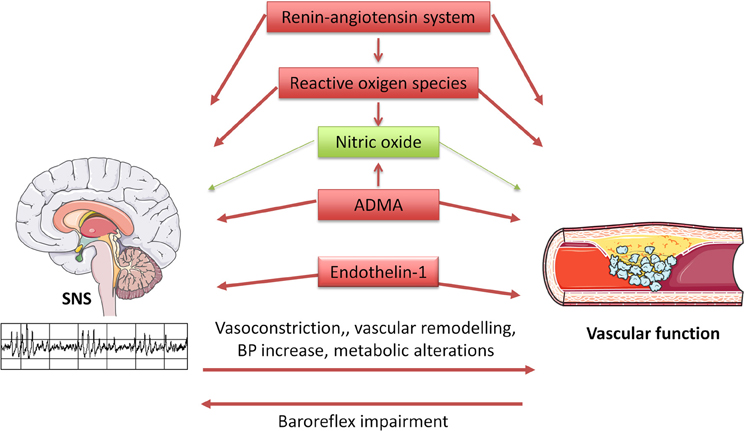 Bemærk nakke klip Frontiers | Sympathetic regulation of vascular function in health and  disease