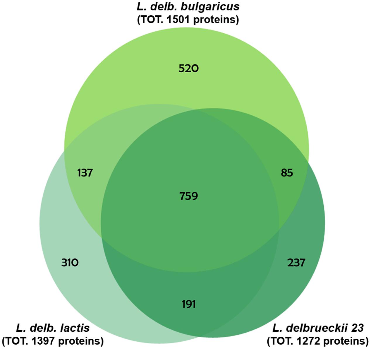 Frontiers Combination Of Metabolomic And Proteomic Analysis Revealed Different Features Among Lactobacillus Delbrueckii Subspecies Bulgaricus And Lactis Strains While In Vivo Testing In The Model Organism Caenorhabditis Elegans Highlighted Probiotic