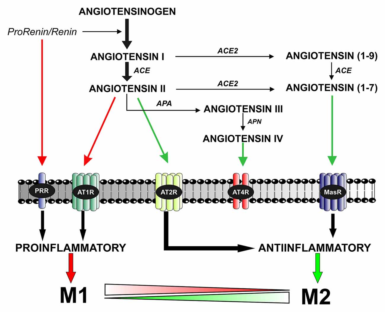 Tumor Necrosis Factor α Receptor Type 1 Activation in the Hypothalamic  Paraventricular Nucleus Contributes to Glutamate Signaling and Angiotensin  II-Dependent Hypertension