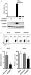 www.frontiersin.org