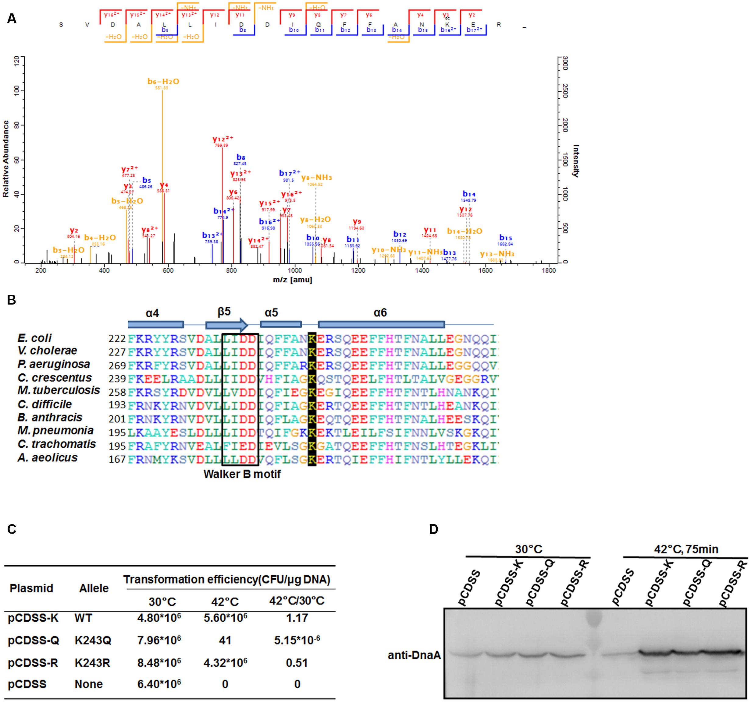 Frontiers | Acetylation of Lysine 243 Inhibits the oriC