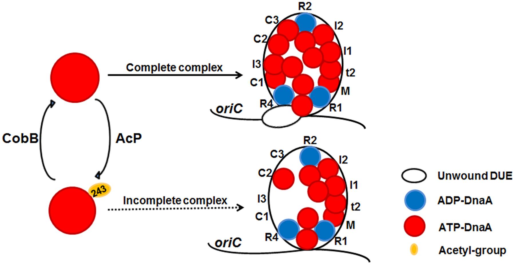 Frontiers | Acetylation of Lysine 243 Inhibits the oriC