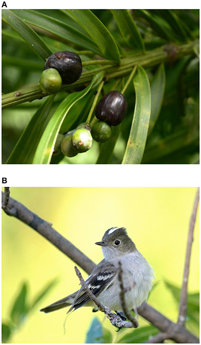 Frontiers | Functional Equivalence in Seed Dispersal Effectiveness of  Podocarpus parlatorei in Andean Fruit-Eating Bird Assemblages