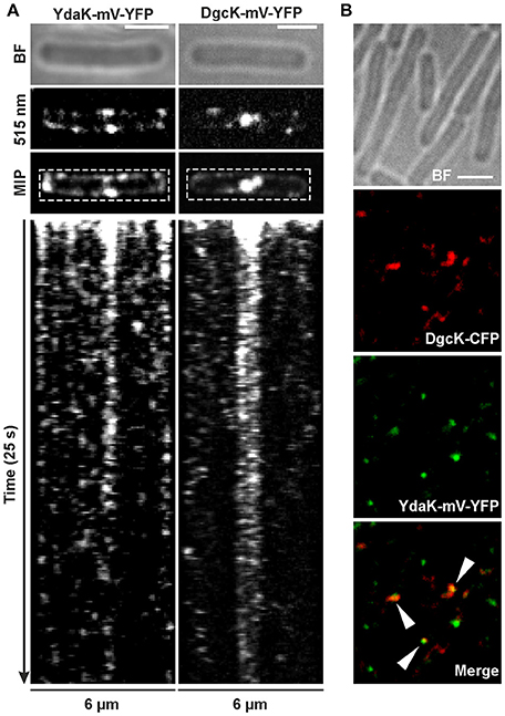 Frontiers | New Functions and Subcellular Localization