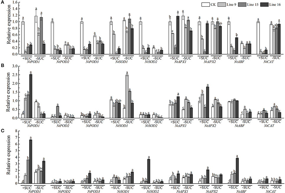 Frontiers | Overexpression of a Grapevine Sucrose Frontiers | Overexpression of a Grapevine Sucrose