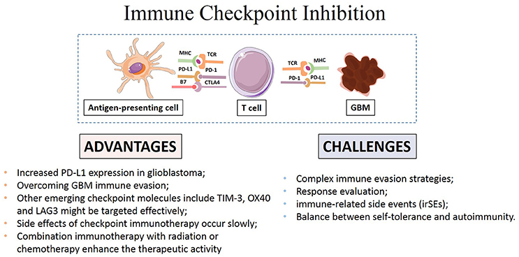 Afbeeldingsresultaat voor picture of checkpoint blockers for brain cancer