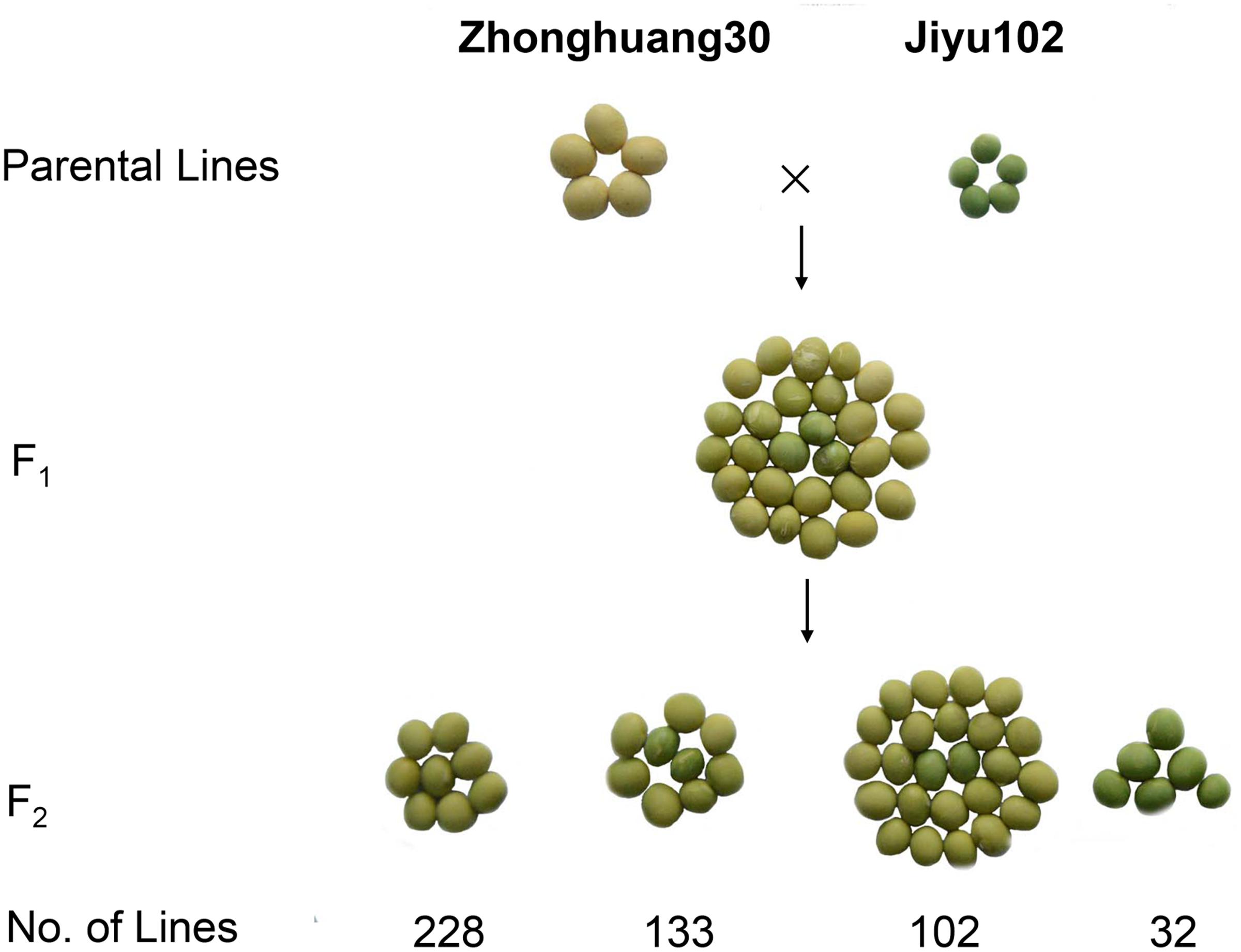 Soybean Pubescence Color Chart