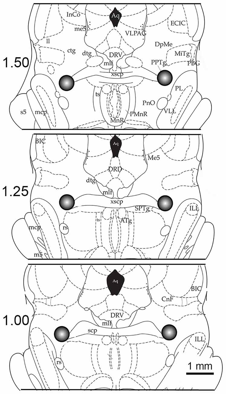 Frontiers  Cellular and Molecular Mechanisms of REM Sleep Homeostatic  Drive: A Plausible Component for Behavioral Plasticity