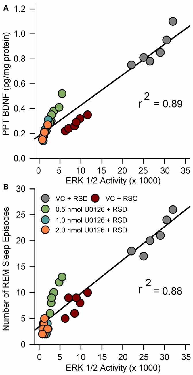 Frontiers  Cellular and Molecular Mechanisms of REM Sleep Homeostatic  Drive: A Plausible Component for Behavioral Plasticity