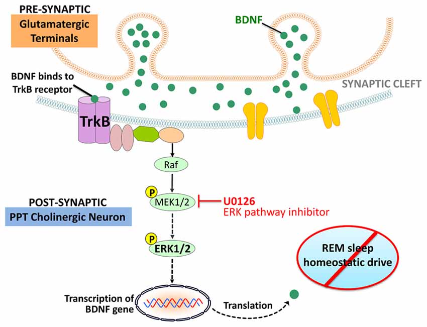 Frontiers  Cellular and Molecular Mechanisms of REM Sleep Homeostatic  Drive: A Plausible Component for Behavioral Plasticity