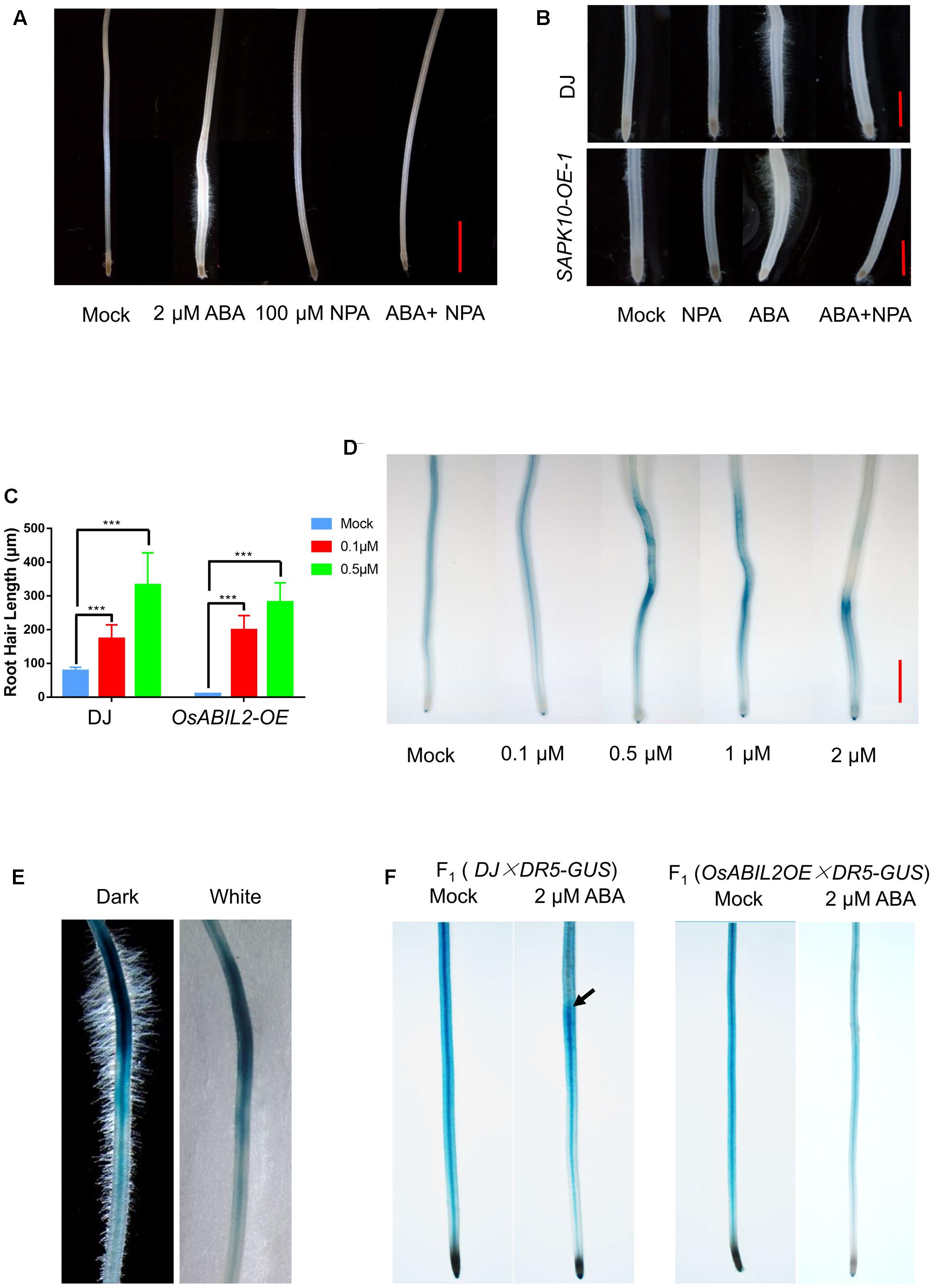 Frontiers | Abscisic Acid Regulates Auxin Homeostasis in ...