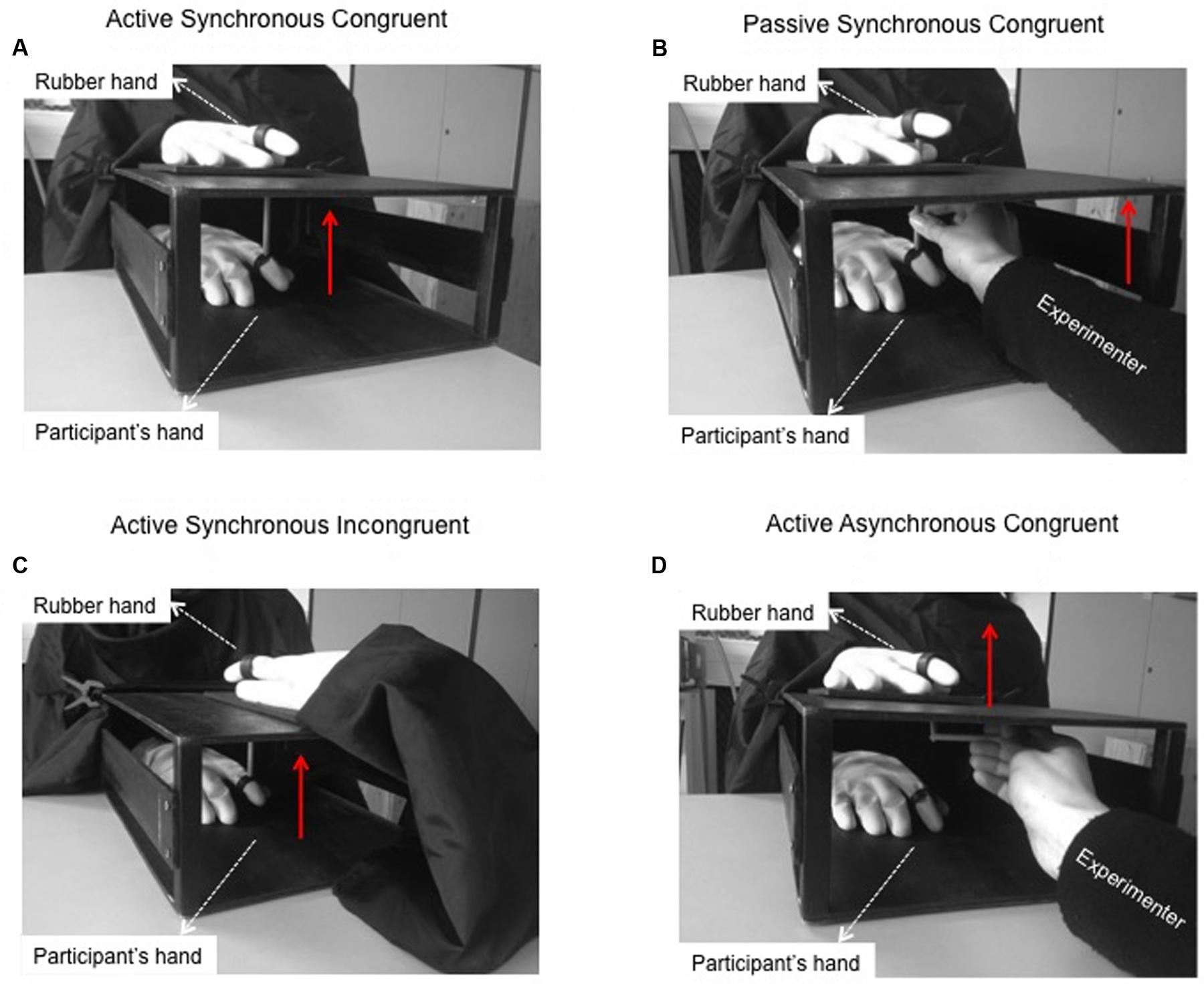 Frontiers The Moving Rubber Hand Illusion Reveals That Explicit Sense Of Agency For Tapping Movements Is Preserved In Functional Movement Disorders Human Neuroscience