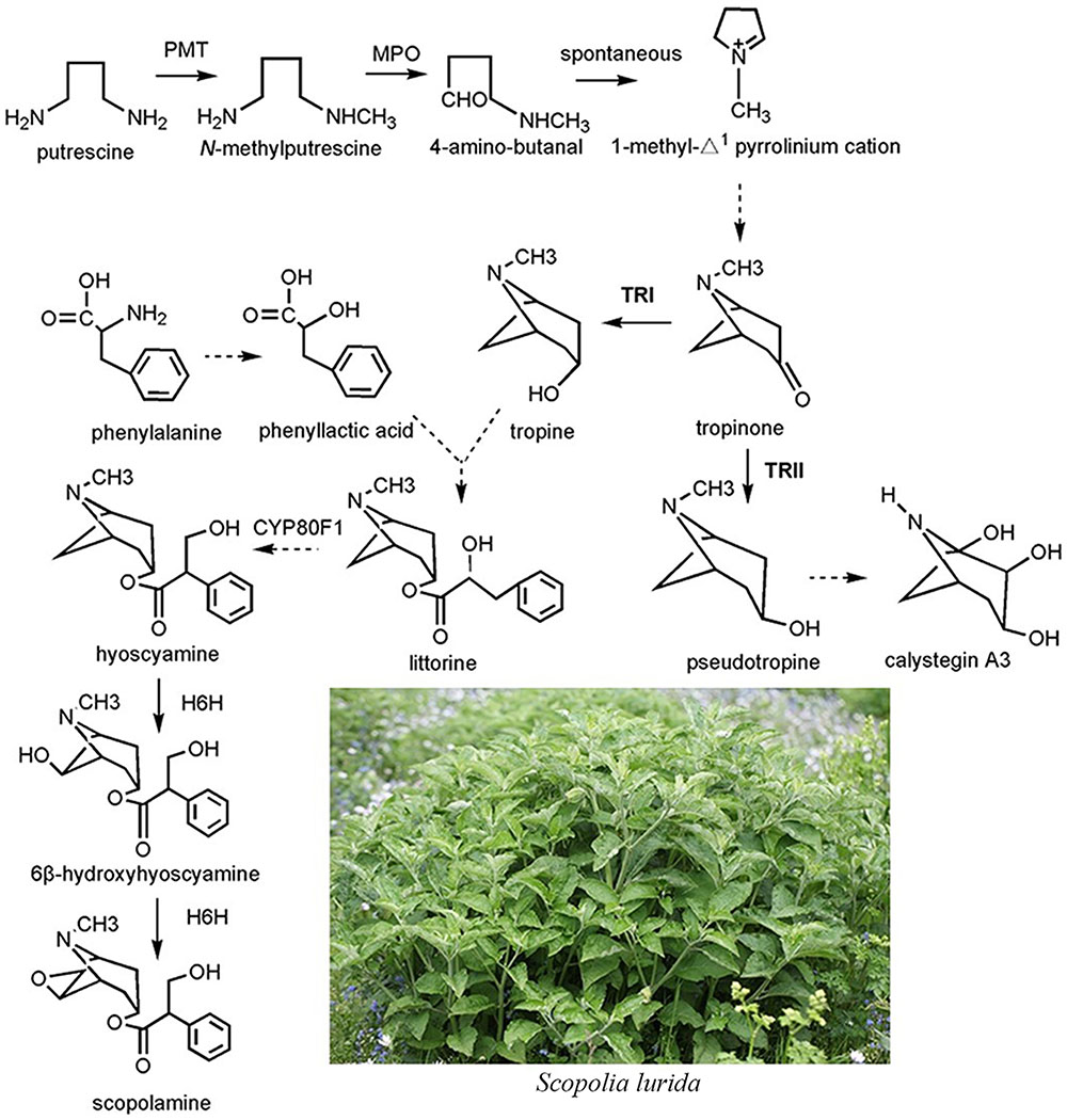 Frontiers Enhancing Tropane Alkaloid Production Based On The Functional Identification Of Tropine Forming Reductase In Scopolia Lurida A Tibetan Medicinal Plant Plant Science