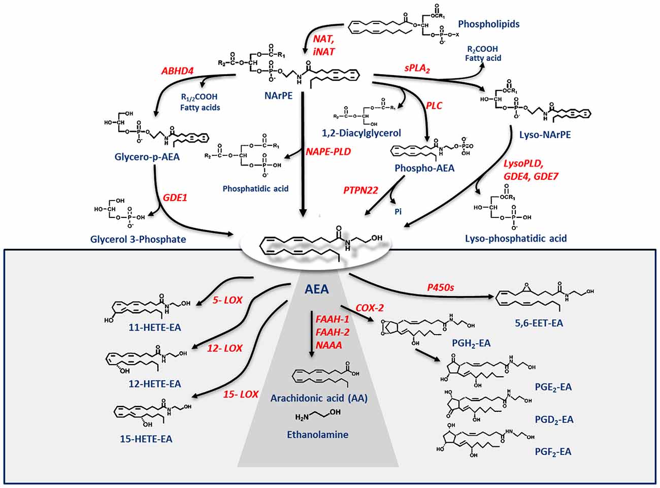 Understanding Anandamide and Its Relationship to THC and CBD - RQS Blog