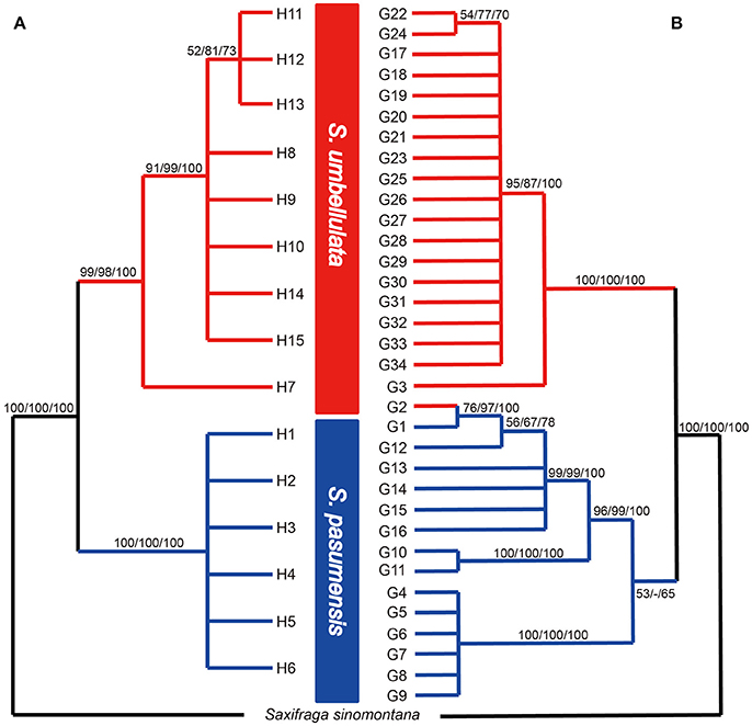 Frontiers | Population Genetic Differentiation and Taxonomy of Three Closely Related Species of Saxifraga (Saxifragaceae) from Southern Tibet and the Hengduan Mountains Frontiers | Population Genetic Differentiation and Taxonomy of Three Closely Related Species of Saxifraga (Saxifragaceae) from Southern Tibet and the Hengduan Mountains