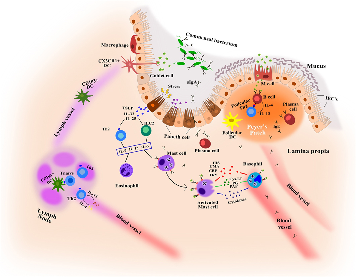 clinical presentation of food induced anaphylaxis