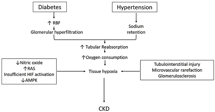 Hypertension and nephrology - ;14(01) | europastudio.hu