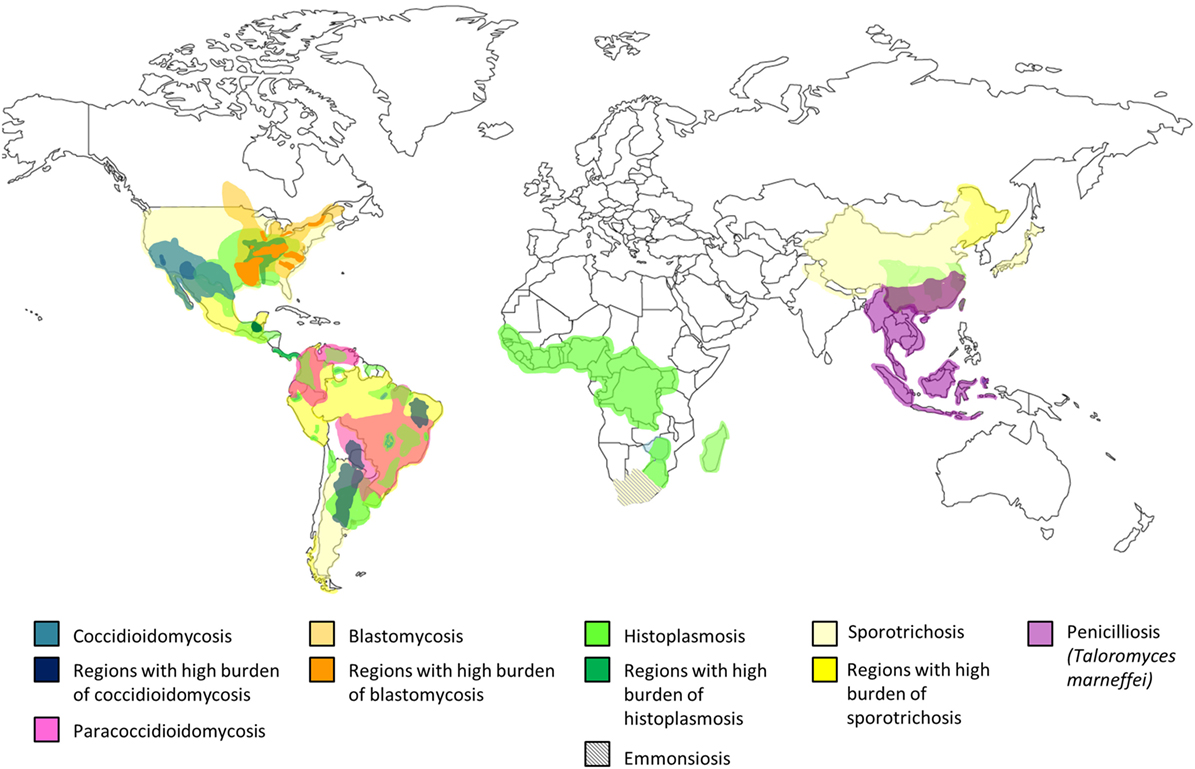 hpv és mycosis