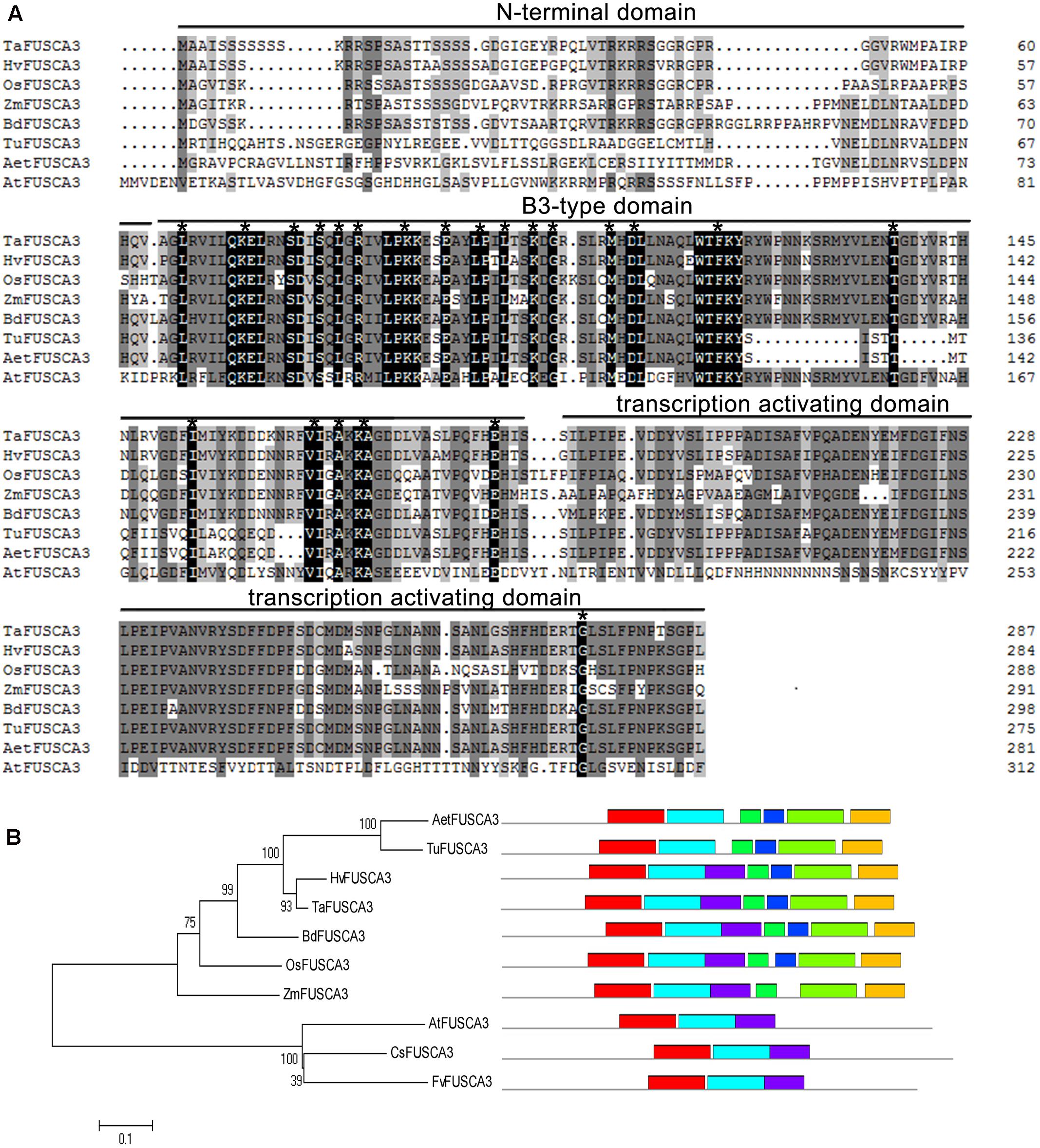 Frontiers  Functional Characterization of TaFUSCA3, a B3-Superfamily  Transcription Factor Gene in the Wheat