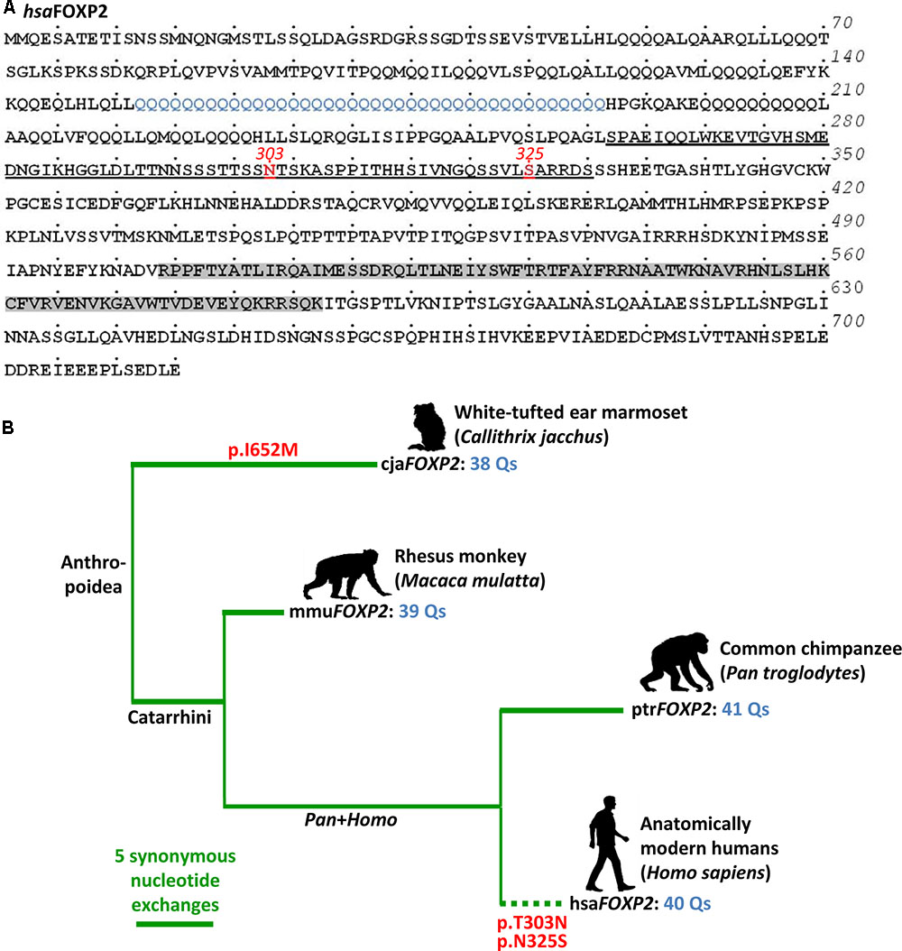 При расшифровке генома мартышки 40. Ген foxp2. Foxp2 ген последние исследования. Ген foxp2 в области spch1.. Особенности генома шимпанзе..