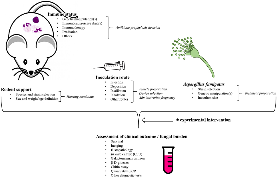 Baytril Dosage Chart For Rats