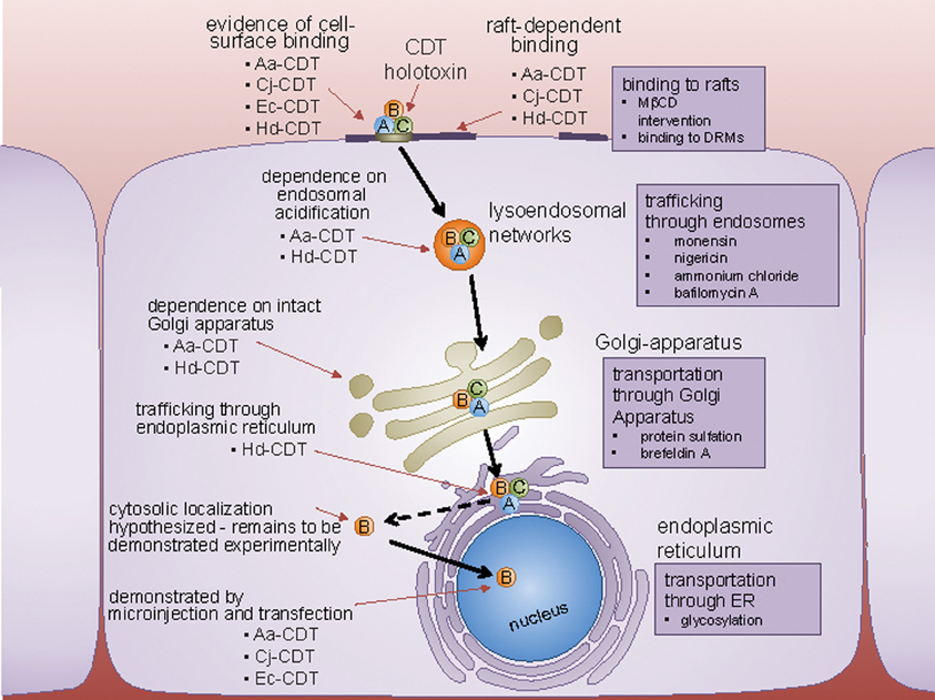 campylobacter pylori toxin)