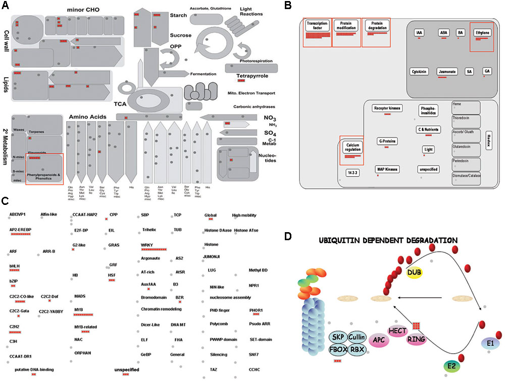Frontiers | Genome-Wide Identification and Analysis of Genes Frontiers | Genome-Wide Identification and Analysis of Genes
