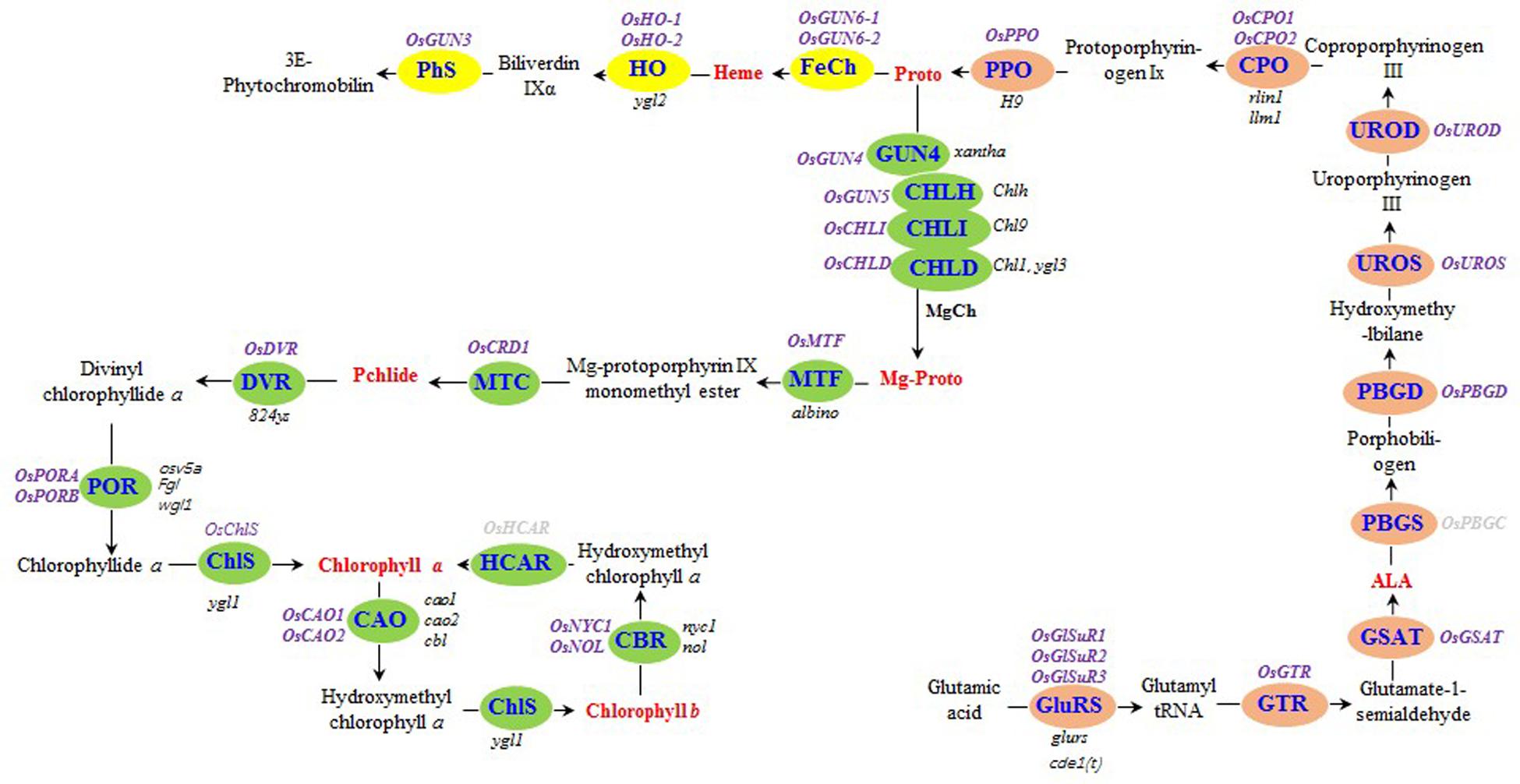 Frontiers | The xantha Marker Trait Is Associated with