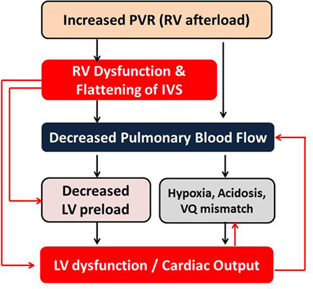 Frontiers  Hemodynamic and Metabolic Assessment of Neonates With