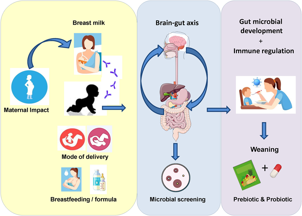 Frontiers Microbial Therapeutics Designed For Infant Health Nutrition