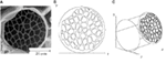 www.frontiersin.org