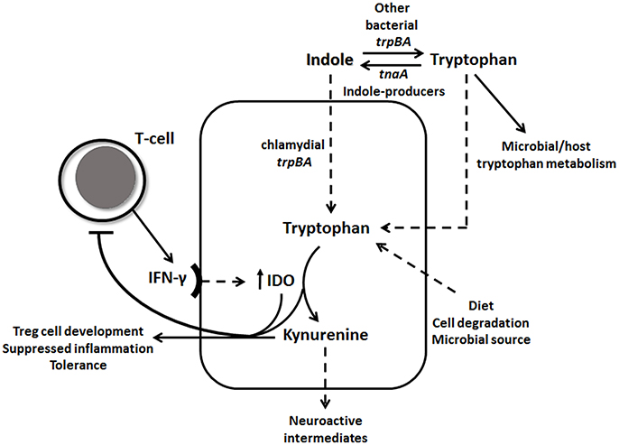 Figura 1 - via metabolica che stimola l'enzima IDO1