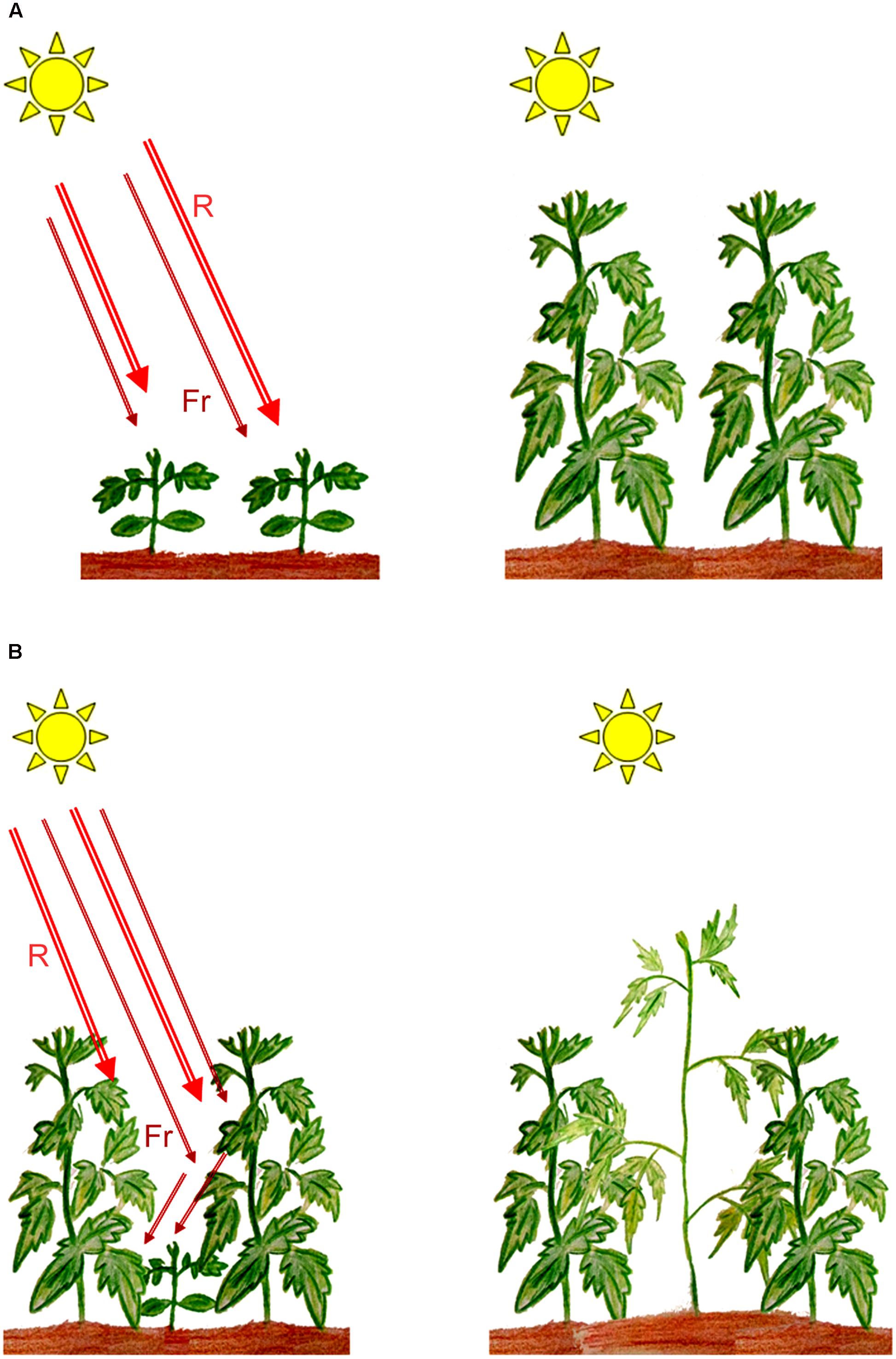 influencing clipart sun