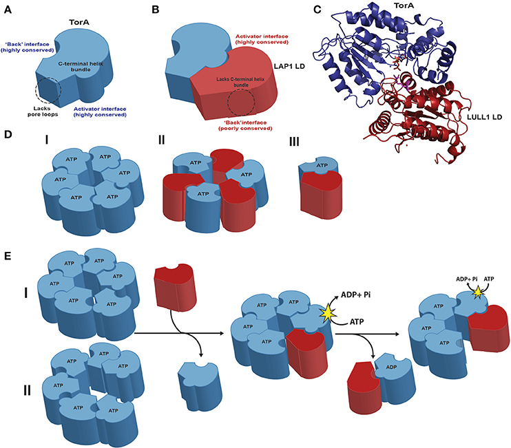 Тест на ферменты. Heat Shock Proteins 110 structure. Atpases head structure.