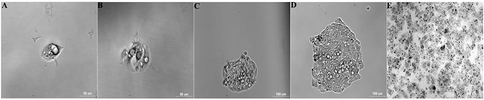 Микоплазма зев. Mycoplasma Cell Culture. Микоплазма гемофелис. Cell Culture Mycoplasma contamination.