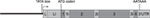 www.frontiersin.org
