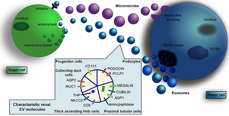 miR-130a and Tgfβ Content in Extracellular Vesicles Derived from