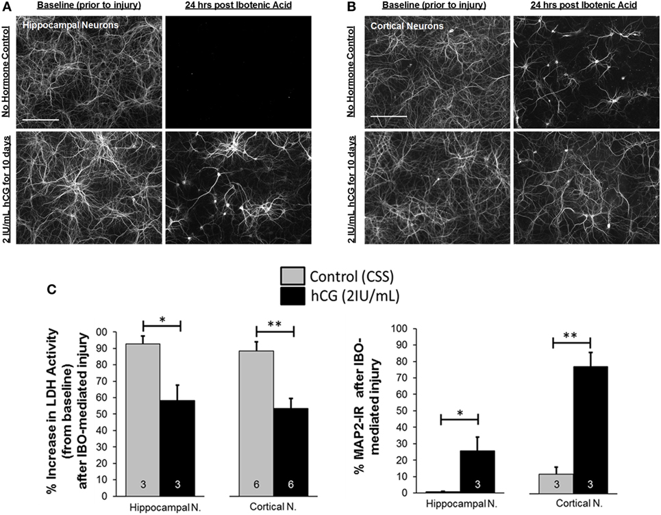 Frontiers Pretreatment With Human Chorionic Gonadotropin Protects The Neonatal Brain Against The Effects Of Hypoxic Ischemic Injury Pediatrics