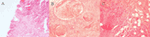 www.frontiersin.org