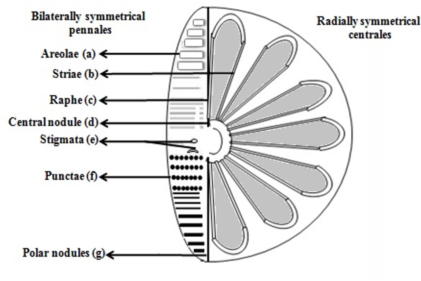 [DIAGRAM] Labelled Diagram Of A Diatom - MYDIAGRAM.ONLINE