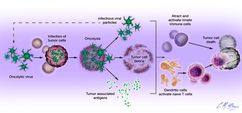 oncolytic viruses in cancer therapy