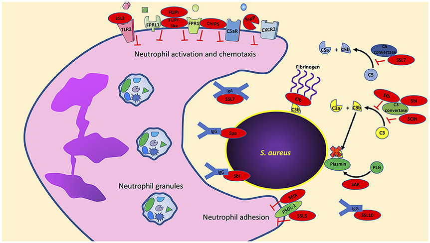 Staphylococcus aureus: Evasion of neutrophils - microbewiki