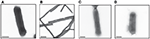 www.frontiersin.org