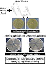 Frontiers | Functional Characterization of Novel Faecalibacterium ...