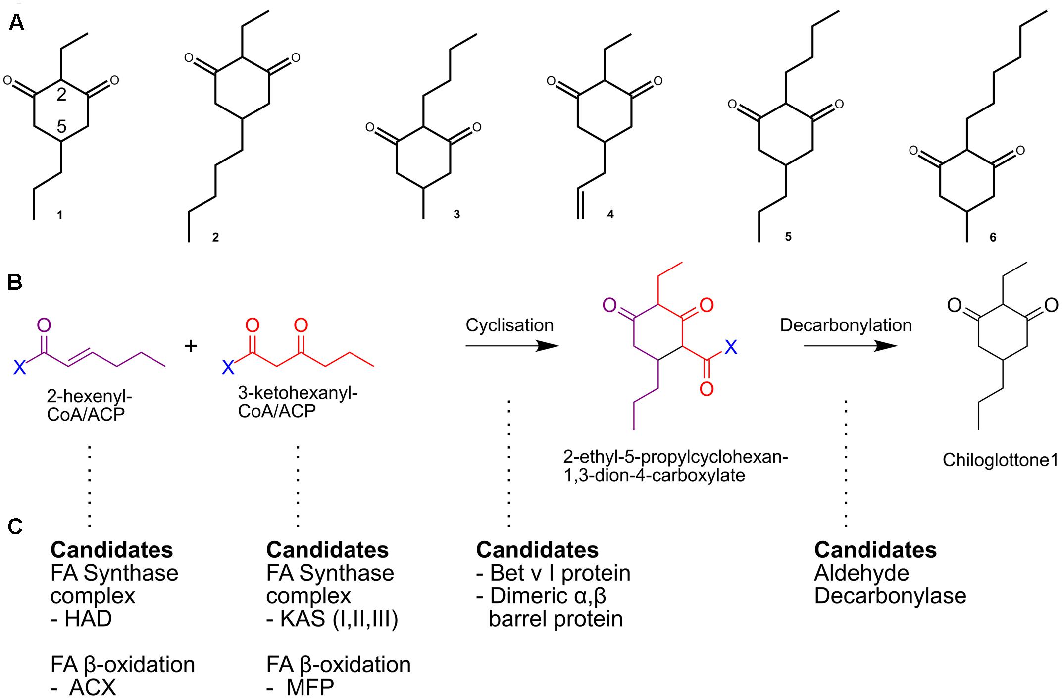 (1) 2-ethyl-5-propylcyclohexane-1,3-dione; (2) 2-ethyl-5-pentylcyclohexane-...