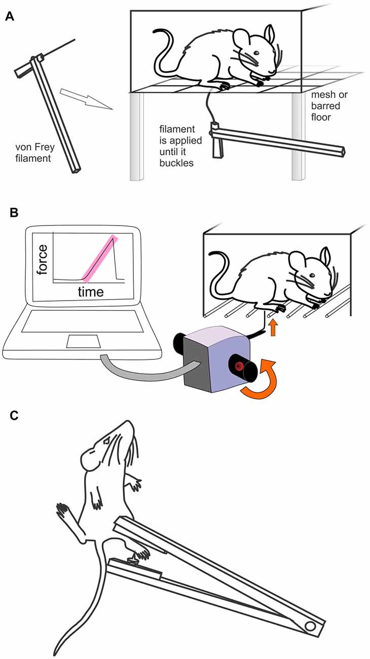 PDF Assessment of a von Frey device of evaluation of the antinociceptive  effects of morphine and its application in pharmacodynamic modeling of  morphine in dogs