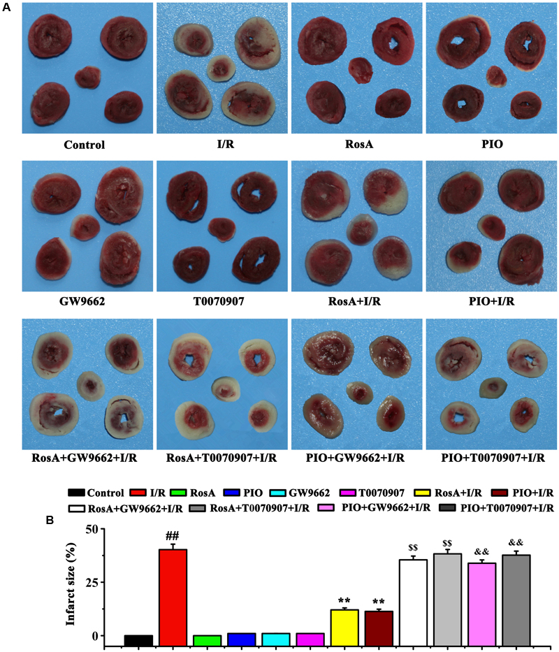 Frontiers Rosmarinic Acid Protects Against Inflammation And Cardiomyocyte Apoptosis During Myocardial Ischemia Reperfusion Injury By Activating Peroxisome Proliferator Activated Receptor Gamma Pharmacology