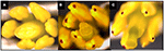 www.frontiersin.org