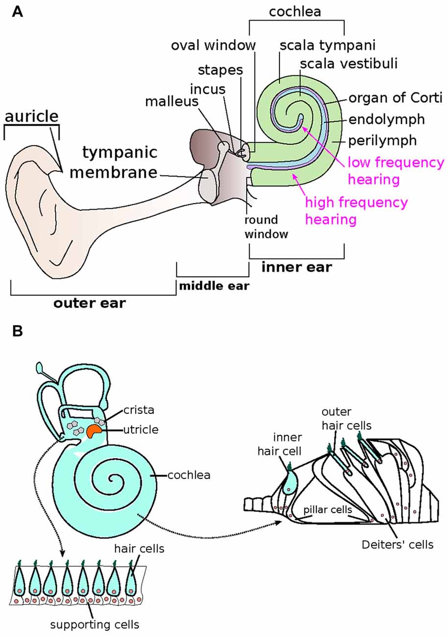 Frontiers Recent Advancements in the Regeneration of Auditory Hair