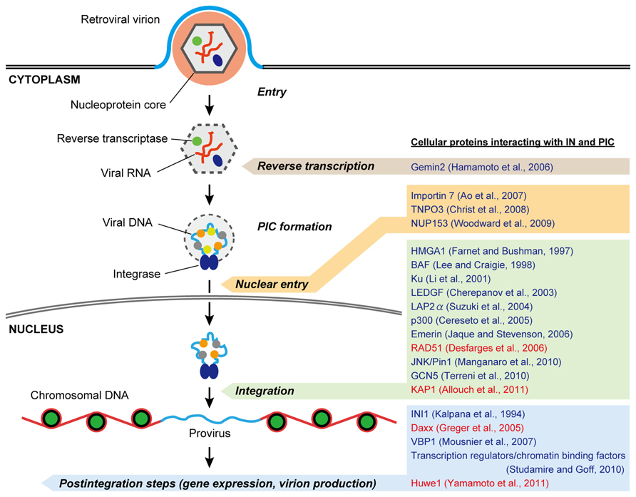 retrovirus replication